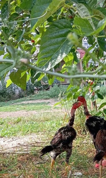 kənd colpasi: Salam Mene bele Heyvan lazimdi cinsi Madagascar heyratidi kimde varsa