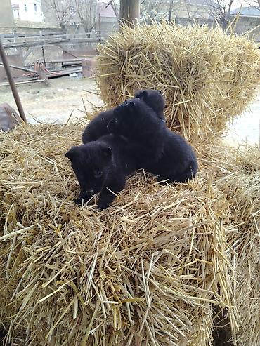 İtlər: Nemes afçarka sı 2 ədəd erkək — 2