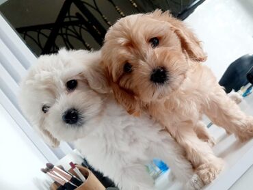 it satilir: Maltipoo 2 dişi 2 erkek var baladı 2 aylıq