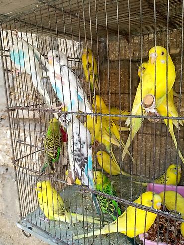 Quşlar: Papuqaylar 14 manattan hazir cutterdi hamsi — 2