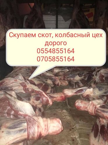 продажа карова: Куплю | Коровы, быки, Лошади, кони, Другие с/х животные | Круглосуточно, Любое состояние, Забитый