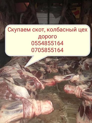 куры живые: Колбасный цех : Коровы, быки, Лошади, кони, | Круглосуточно, На забой, на мясо, На откорм — 2