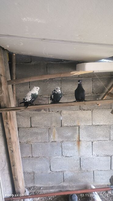 кролики декоративные купить: Породистые голуби и лётных линий.игровые В наличии на фото: - Пара