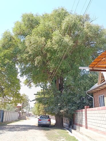ремонт гироскутера бишкек: Бир туп тал сатылат Салиева айылынан