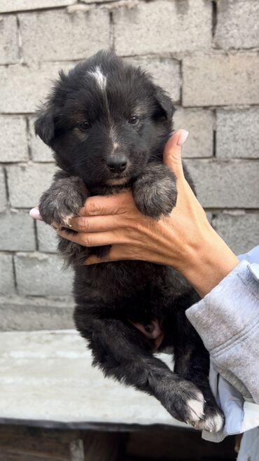 Отдам даром собаку: Собака даром: Дворняжка, 2 месяца, Самец, С прививкой — 7