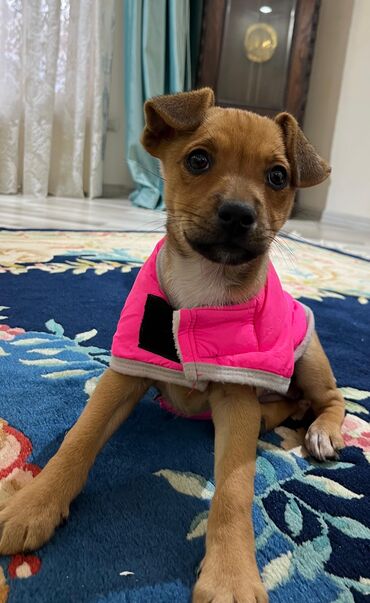 İtlər: Zərif və ağıllı ba - Cins: Cek Rassel Teryer - Rəng: qızılı-qəhvəyi — 1