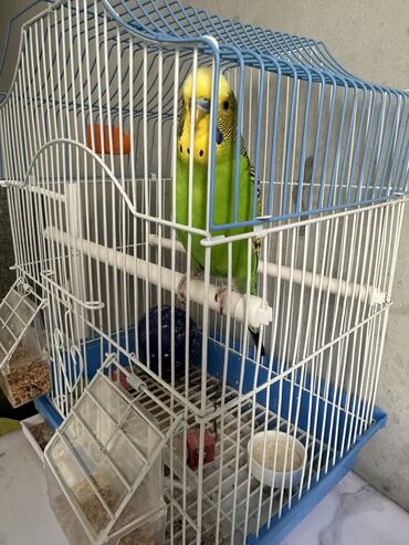 певчие птицы: Продам попугая волнистика,с клеткой ему 4 месяца