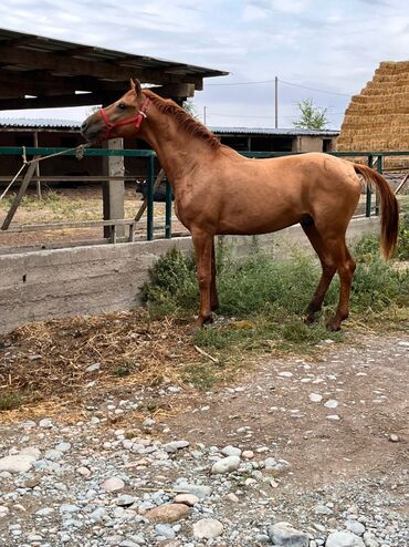 конный спорт бишкек цены в Кыргызстан | Услуги: Продаю | Жеребец | Дончак | Конный спорт