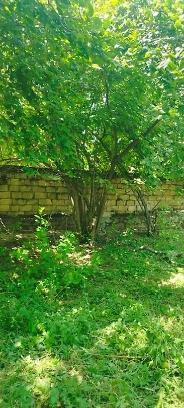 Torpaq sahələrinin satışı: Tikinti, Mülkiyyətçi, Kupça (Çıxarış) -da lalafo.az — 25 Torpaq sahələrinin satışı: Tikinti, Mülkiyyətçi, Kupça (Çıxarış) — 25
