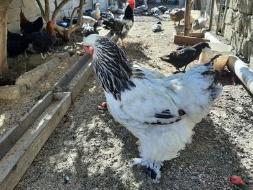 brama toyuqlari satisi: Əsl təmiz Brama sortu.Bramadan başi çixan bilər. Buyurun zəng