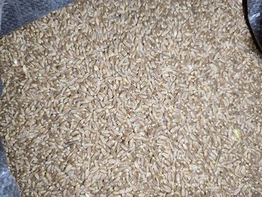 павлин цена: Продаю пшеницу отборную
