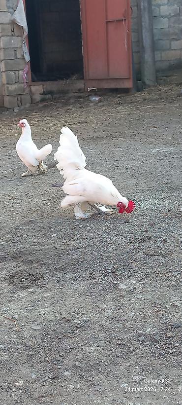 Toyuqlar: Toyuq, Damazlıq — 5