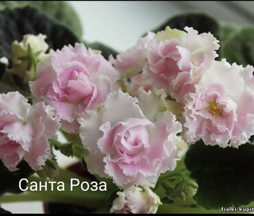 Otaq bitkiləri: 5 — 20