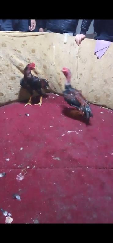 Xoruzlar: Xoruz, Heyratı, il: 3, Ödənişli çatdırılma — 3