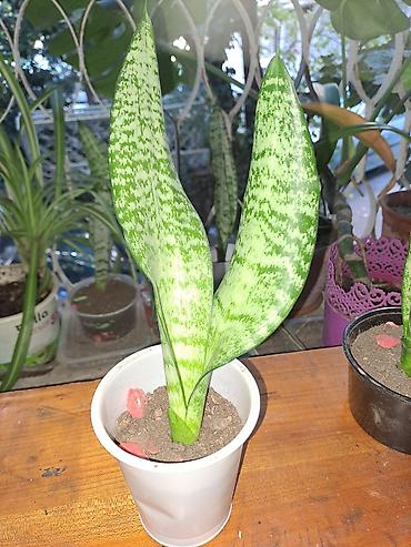 agac satisi baki: Sansevieria “Laurentii/Silver” (ilan bitkisi) – dekorativ otaq — 2