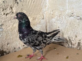 Göyərçinlər: Başlıq: Təcili 19 ədəd Təmiz Ebrəş satılır. Bir yuvanın Təsvir: - 19 — 5