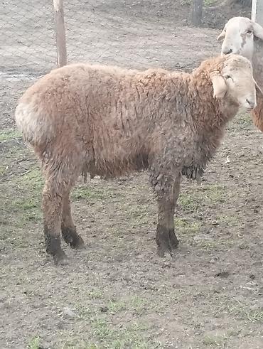 Баран, овца: Продаю | Овца (самка) | Для разведения — 3