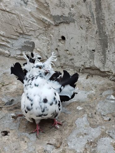 Göyərçinlər: Salam aleykum.Pavlin göyərçinləri satılır.Pavlinlərin sağlamlığına — 12