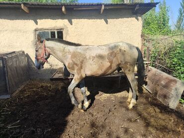 Лошади, кони: Продаю | Жеребец | На забой, Для разведения at lalafo.kg Лошади, кони: Продаю | Жеребец | На забой, Для разведения