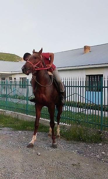 Лошади, кони: Продаю | Жеребенок | Конный спорт | Племенные — 12