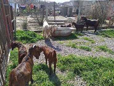 Digər kənd təsərrüfatı heyvanları: Hələb keçiləri satılır.2ana 5bala — 11