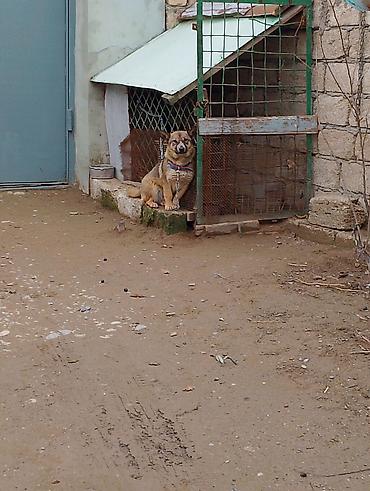 İtlər: Məhsul: İt (kiçik/orta ölçülü) Təsvir: - Fotoşəkillərdə olan sadiq və — 7