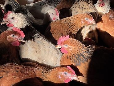 Cücələr: ŞƏKİ DAXİLİNDƏ çatdırılma mümkündür Yetişmiş heyvanlardır. Çəkisi — 6