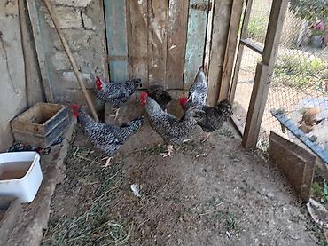 qarğa balası satılır: Toyuq, Damazlıq — 3