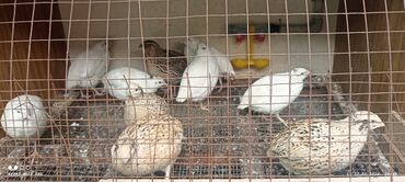 дикие птицы кыргызстана: Продаю перепелов 120 сом оптом 2 самца