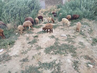 ineklerin satisi: Quzu, Erkək, Qala, ay: 2, 1 kq, Damazlıq, Ünvandan götürmə