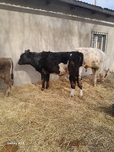 Коровы, быки: Продаю | Бык (самец) | Полукровка | На откорм — 15