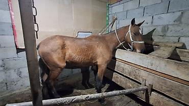 Продам с/х животных: Продаю | Конь (самец), Жеребец | Полукровка, Кара Жорго | Рабочий — 10