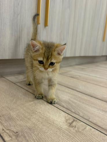 Продажа кошек: 3 месяца, Девочка, Рыжий, Приучена к лотку, Проглистована, С документами — 7