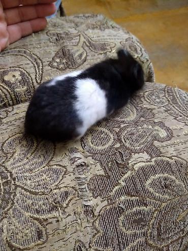 hamster satis: Salam. Xomyak satilir. Disidi. Qetiyyen el dislemir. Oynagandir. Bir — 3