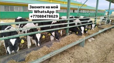 Коровы, быки: Продаю | Корова (самка), Бык (самец), Тёлка | Айрширская, Ангус, Герефорд | На забой, Для разведения, На откорм | Искусственник, Нетель, Привязанные