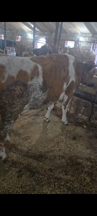 Inəklər, öküzlər: Salam aleykum super 2 dene iney diler cüt 6400 diyilir razılaşmaq olar — 19