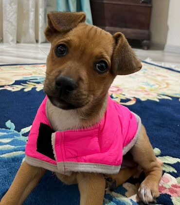 İtlər: Zərif və ağıllı ba - Cins: Cek Rassel Teryer - Rəng: qızılı-qəhvəyi — 9