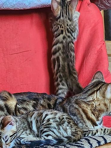 Продажа кошек: Бенгальские котята (окрас brown spotted/rosetted) - Яркий контрастный — 2