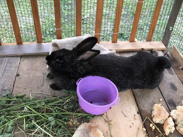 декоративный камень цена: Койонек 7 божогу менен🐰🐰🐰🐰🐰🐰🐰🐇