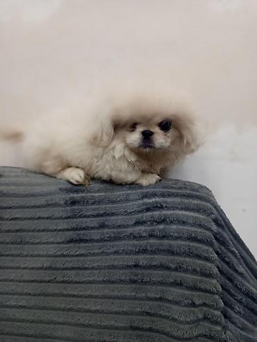 İtlər: Pekines — 3