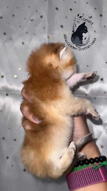 Продажа кошек: Скотиш Страйт (Шотландская прямоухая), 1 месяц, Мальчик, Золотая шиншилла, Приучена к лотку — 7