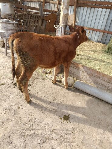 купить породистую собаку: Продаю | Тёлка | На откорм | Привязанные