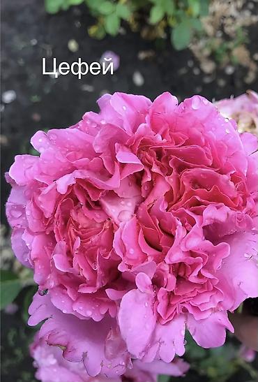 эльф: Саженцы Самовывоз, Платная доставка — 3