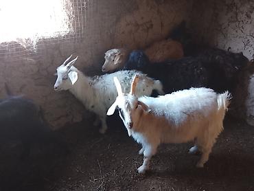 коза котная: Продаю | Коза (самка) | Зааненская | Для разведения | Котные — 6
