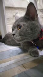 sort pişik: Britan, Dişi, Yaxşı əllərə, Ödənişli çatdırılma