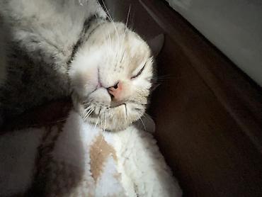 Находка и пропажа кошек: Пропала : Беспородная, Девочка — 9