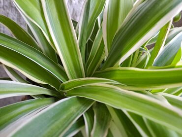 Ostale kućne biljke: Filadendron Brasil, velika biljka sa prve slike je 800, Yucca, Drvo — 3