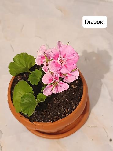 Герани и пеларгонии: Пеларгонии (герани) сортовые в горшках: - Тюльпанка — тюльпановидные — 10