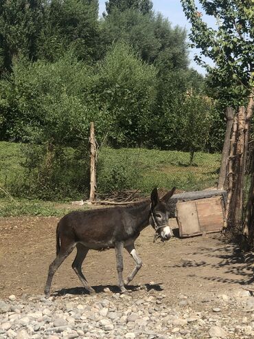 немецкий дог: Продаю осла эшек сатылат. 1 жаш ургачы цену. Договоримся 1 годик