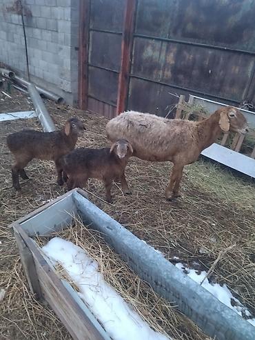 Баран, овца: Продаю | Овца (самка) | Для разведения at lalafo.kg — 10 Баран, овца: Продаю | Овца (самка) | Для разведения — 10